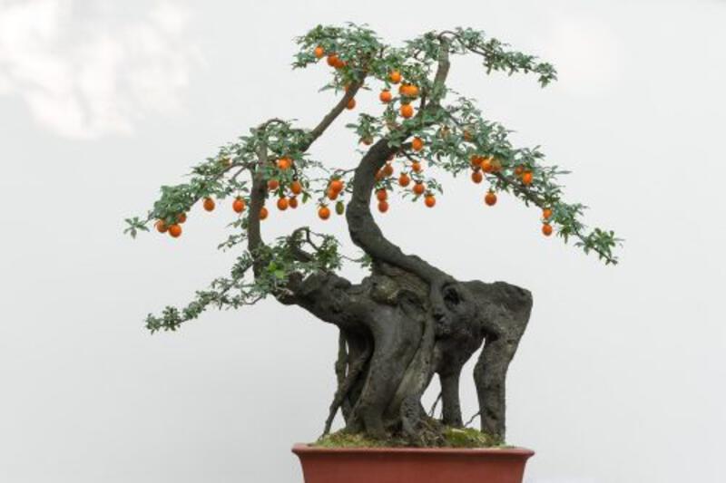 Bonsai tree with orange fruits against white wall, China