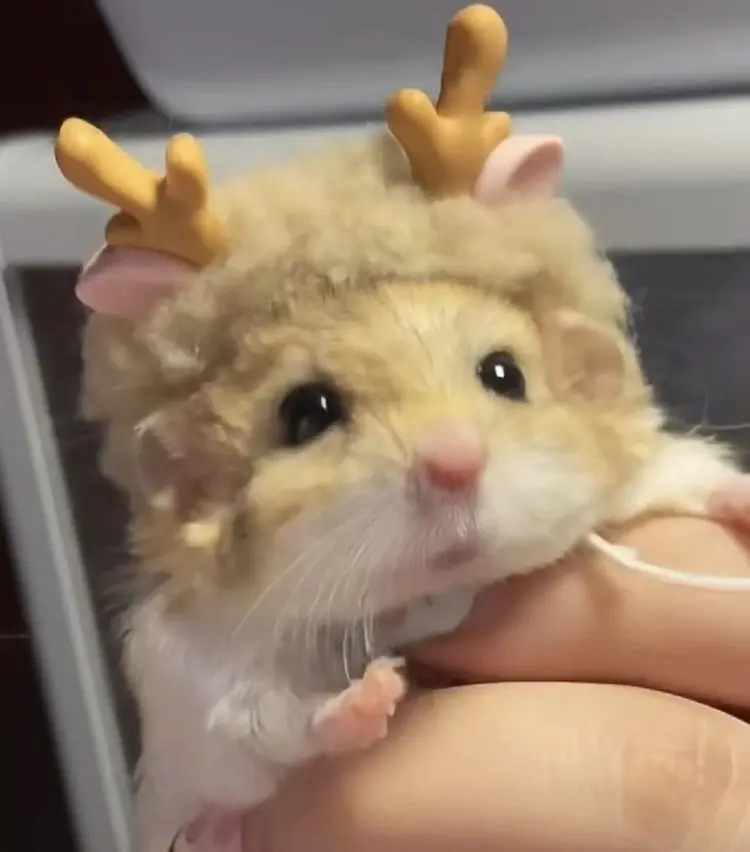 🐹 ของเล่นของหนูแฮมสเตอร์ ที่ช่วยให้น้องไม่เบื่อ!