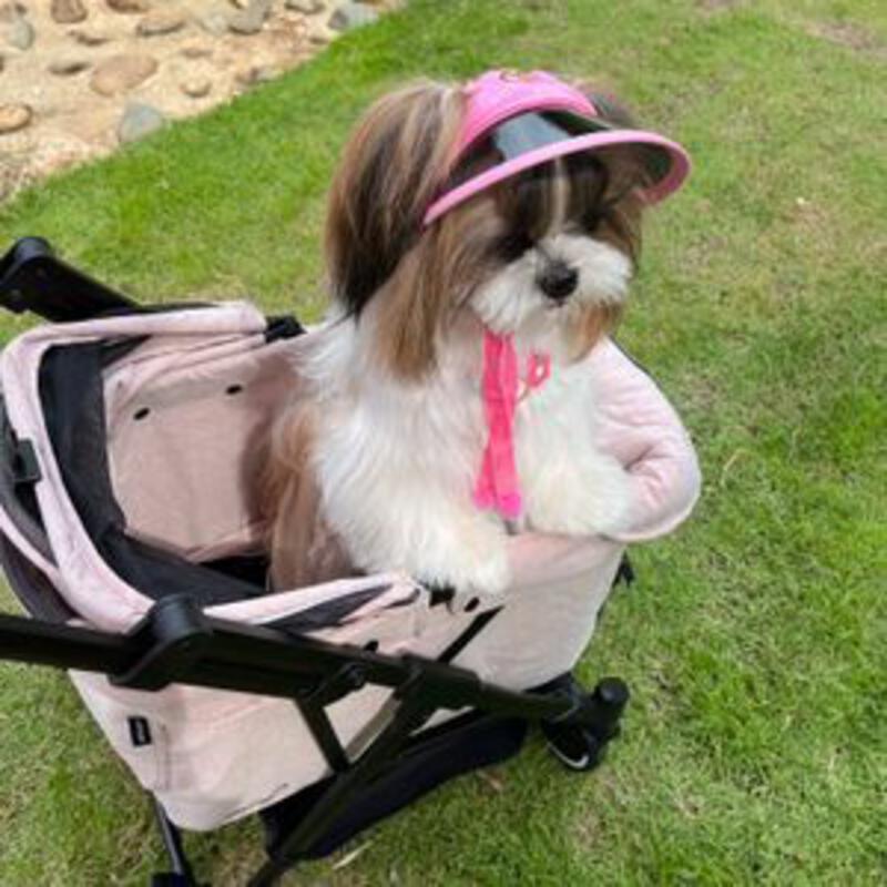 พาส่อง รถเข็นสุนัข ยี่ห้อไหนดี ใช้ง่าย คล่องตัว - Sale Here