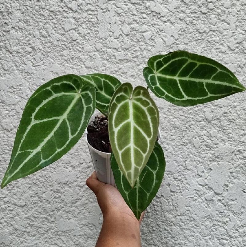 Anthurium Crystallinum: ภาพถ่าย วิธีการปลูก การดูแลที่บ้าน