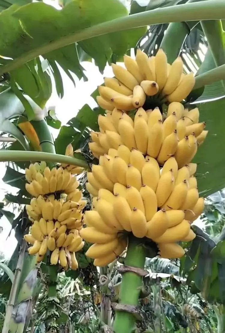 🍌 กล้วยใช้ทำขนมอะไรได้บ้าง? อร่อยง่าย ทำได้เพียบ!