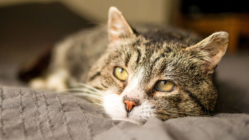 Ageing cat lying down indoors
