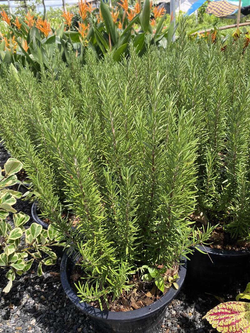 โรสแมรี่ Rosemary กระถาง 11 นิ้ว - Alungkarn Garden จำหน่ายไม้ดอก-ไม้ประดับ  : Inspired by LnwShop.com (v2)