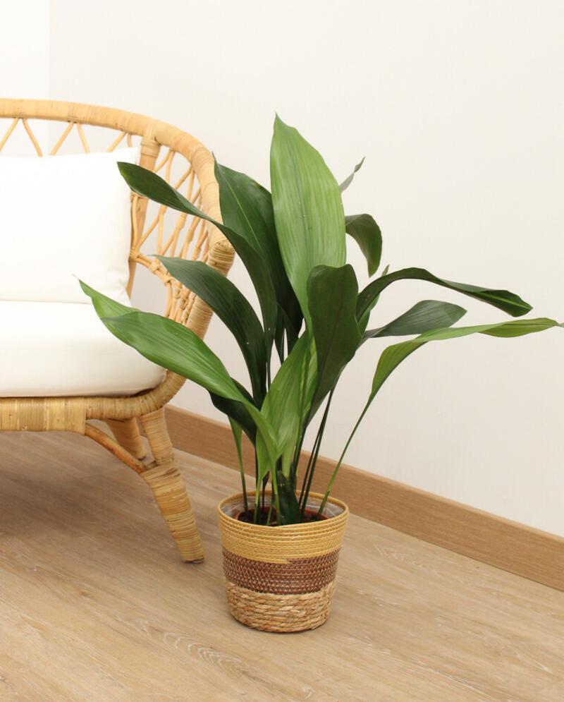 Planta verde muy resistente | Aspidistra