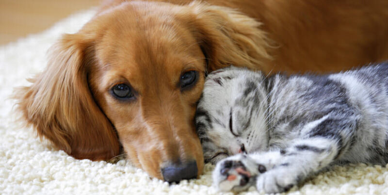 5 เทคนิคถ่ายรูป น้องหมาน้องแมวด้วยมือถือ - LIV