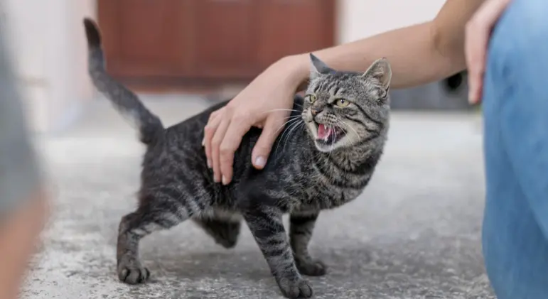 อาหารแมว แนะนำ สำหรับทาสมือใหม่