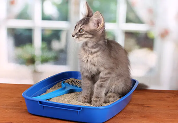 🐱 ทรายแมว – ตัวช่วยสำคัญให้บ้านสะอาดและแมวสุขใจ
