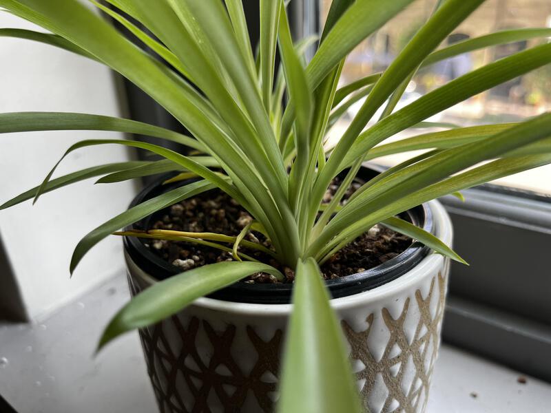 ใบสีเหลืองของต้นสไปเดอร์แพลนต์ : r/plantclinic