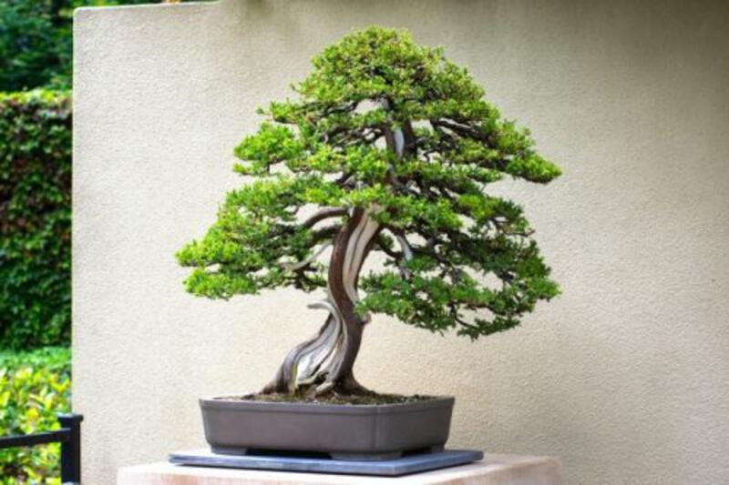 Beautiful, Vibrant, Green Juniper Bonsai Tree with Shibari