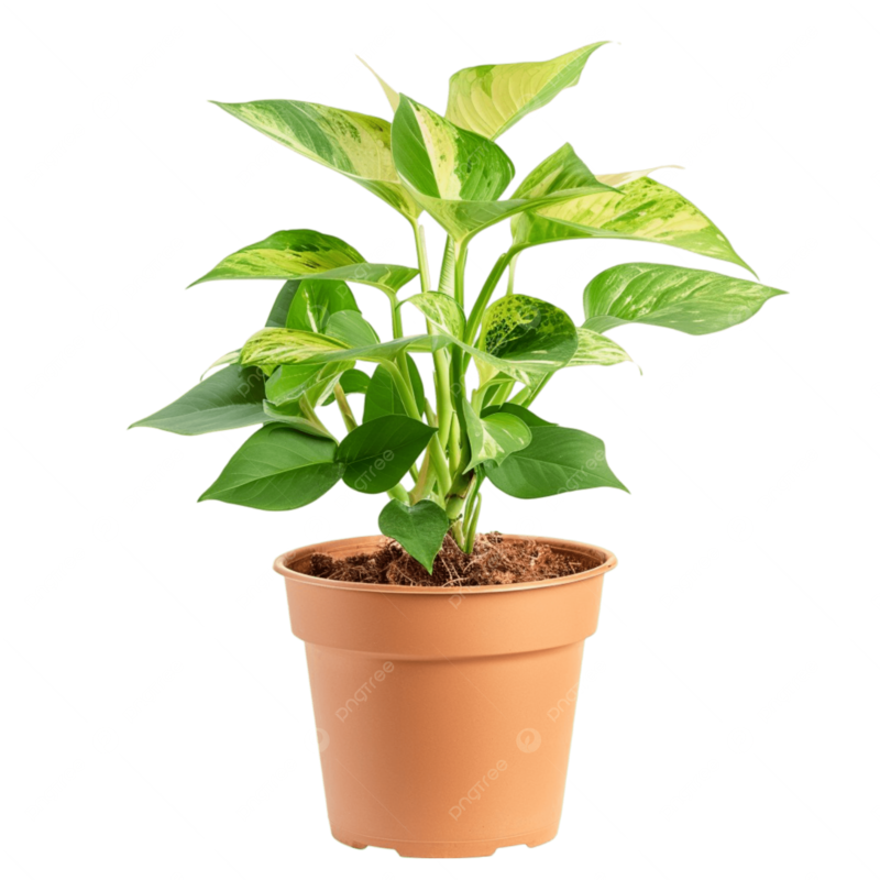 รูปEpipremnum Aureum PNG , โพธอสสีทอง, ไม้เลื้อยของปีศาจภาพ PNG สำหรับการดาวน์โหลดฟรี