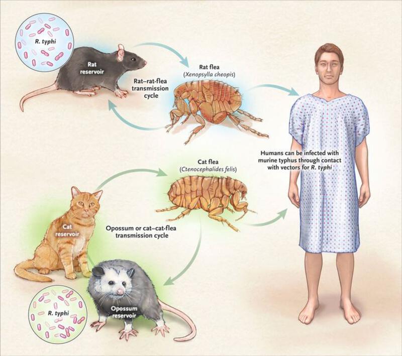 This may contain: a man standing in front of a diagram of different types of fleas and gerbils