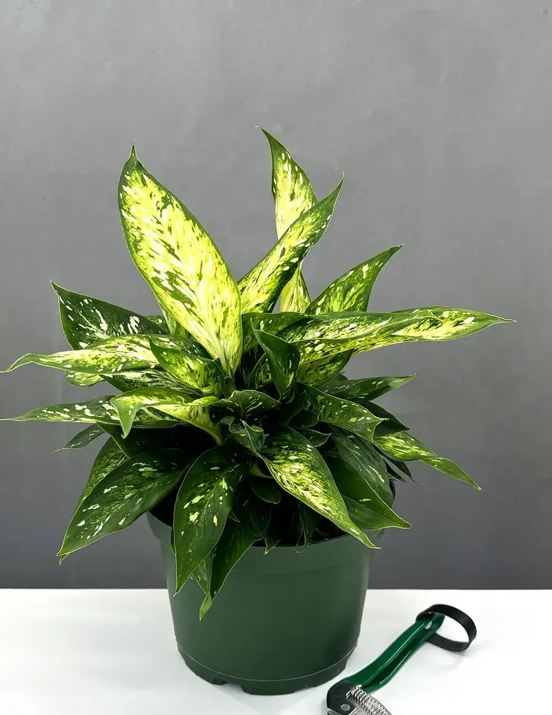Dieffenbachia Star Bright: รูปภาพ วิธีการปลูก การดูแลที่บ้าน