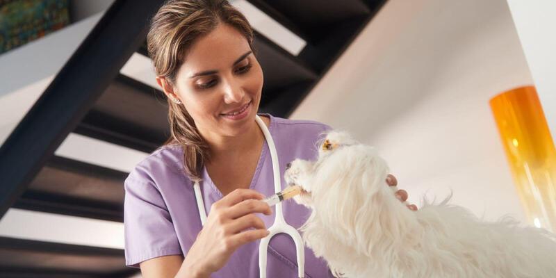 What To Do When Your Dog is in Pain
