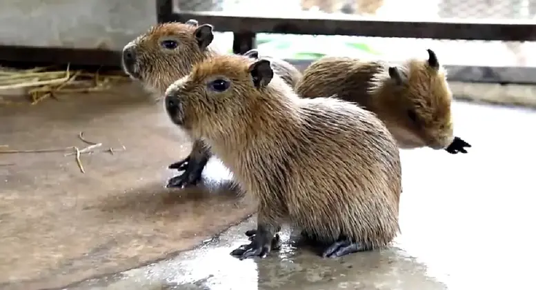 ยินดีต้อนรับ 3 หนูยักษ์คาปิบารา สมาชิกใหม่ของสวนสัตว์เปิดเขาเขียว