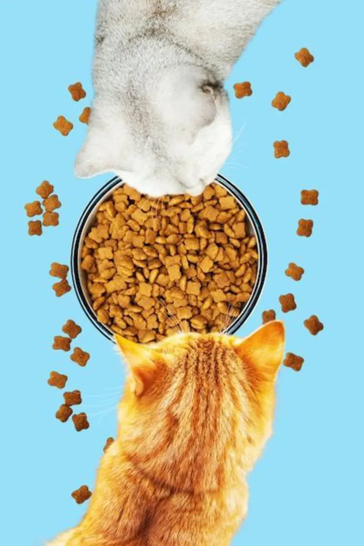 🐶🐱 อาหารสัตว์สูตรสุขภาพ ขนสวย ตาใส แข็งแรง