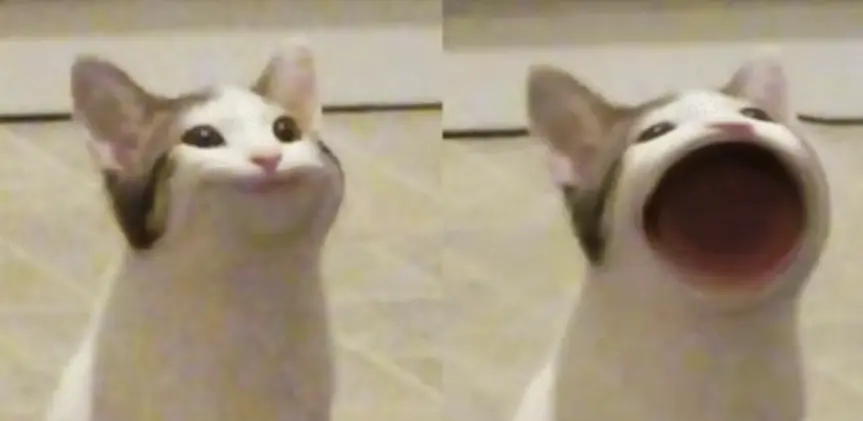 pop Cat: แมวที่ดึงดูดยอดคลิกทั่วโลก 500,000 ล้านครั้ง คือใคร?