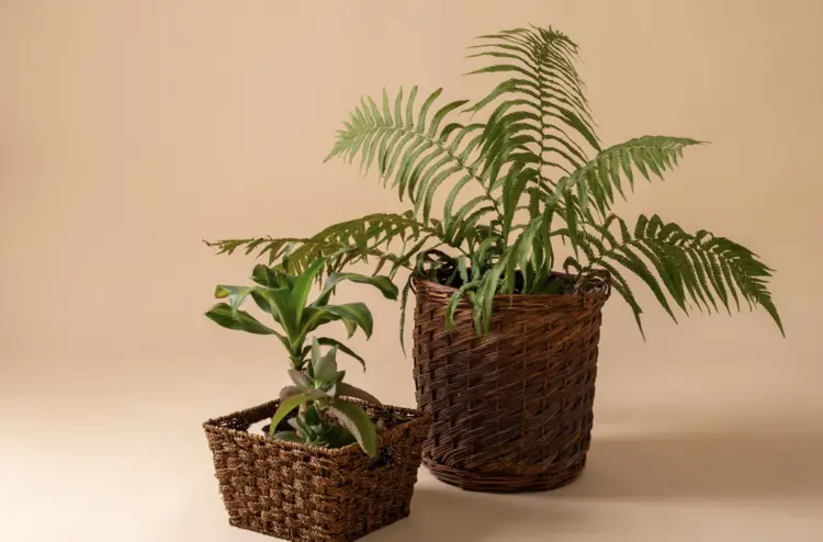 ต้นไม้ปลอม เพิ่มพลังฮวงจุย เสริมบรรยากาศบ้านให้สดชื่นและมั่งคั่ง