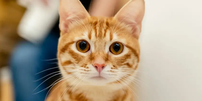 ‘น้องแมว’ มักส่งเสียงเรียกความสนใจจาก ‘ทาสแมวผู้ชาย’ บ่อยกว่า ‘ทาสแมวผู้หญิง’ เรื่องจริงที่วิทยาศาสตร์ยืนยันแล้ว