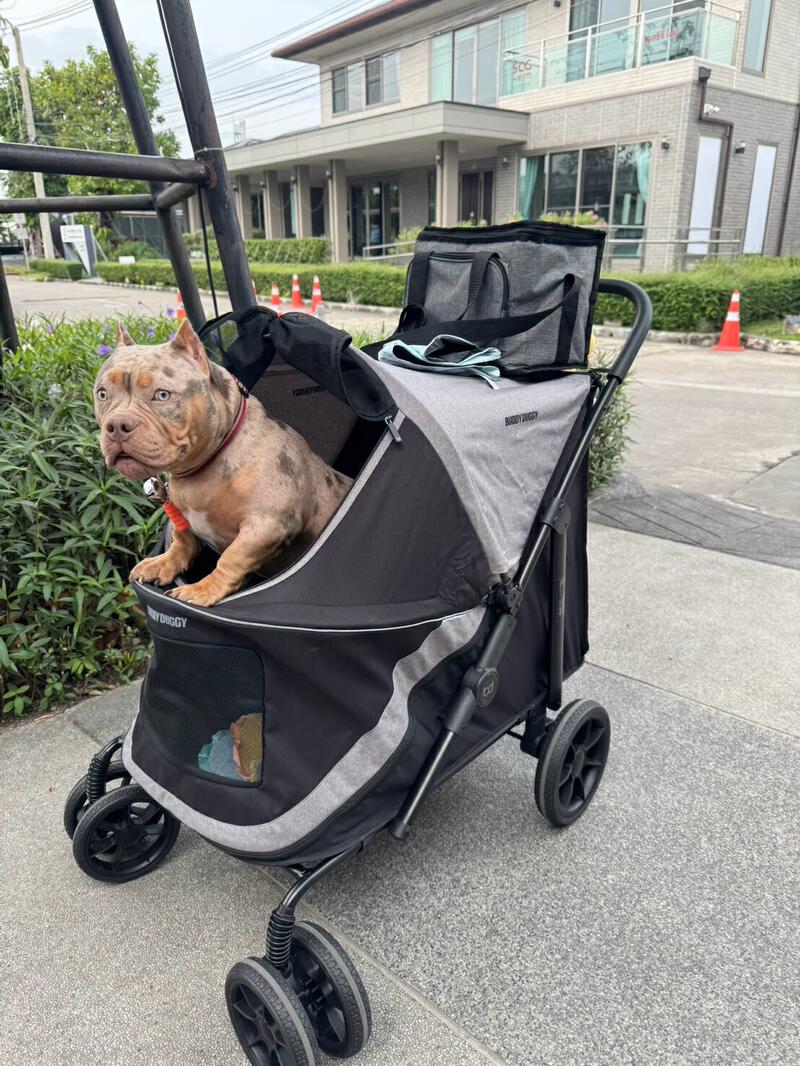 อาจเป็นรูปภาพของ สุนัข และ ข้อความ