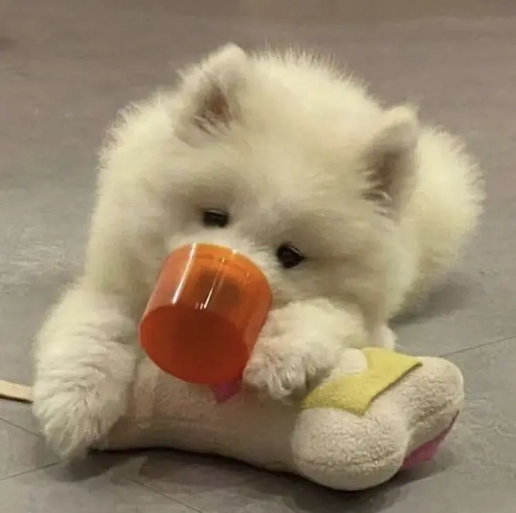 🐶 7 พฤติกรรมที่ทำให้สุนัขอายุสั้นลง แบบที่เจ้าของอาจไม่รู้ตัว!