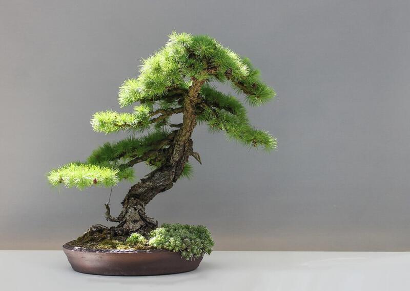 รู้รอบเรื่องบอนไซญี่ปุ่น | All About Japan