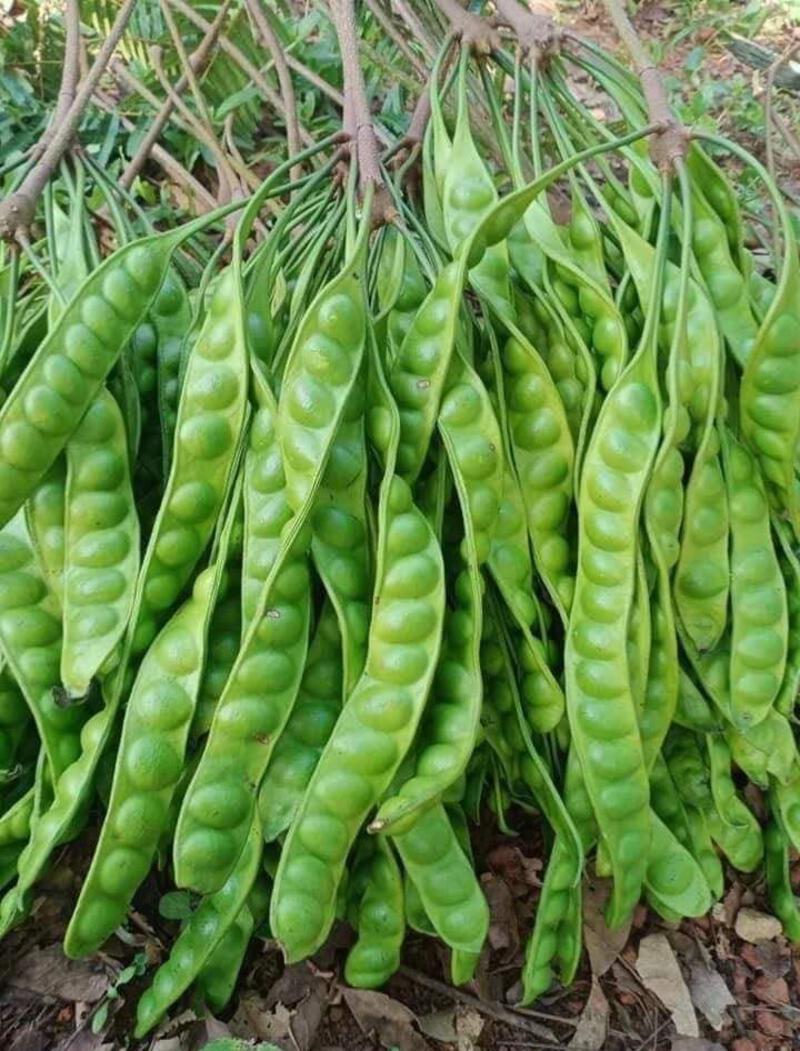 สตอใต้สด ราคาถูก ซื้อออนไลน์ที่ - ก.ย. 2024 | Lazada.co.th