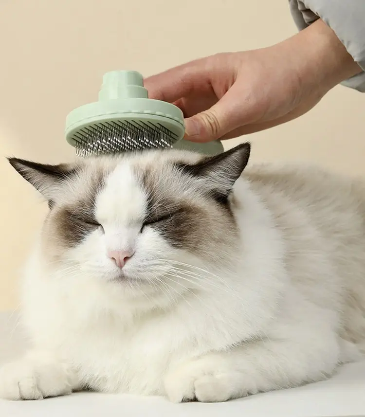 🐱 แปรงขนแมว: ตัวช่วยสำคัญเพื่อสุขภาพขนและผิวหนังของแมว