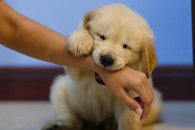 🐶 อาหารที่น้องหมาไม่ควรกิน 🦴