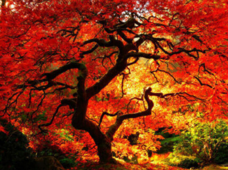 เมเปิลญี่ปุ่น (Japanese maple / Acer Palmatum) สีแดง / 20 เม็ด (France) * - greenseedshop : Inspired by LnwShop.com (v2)