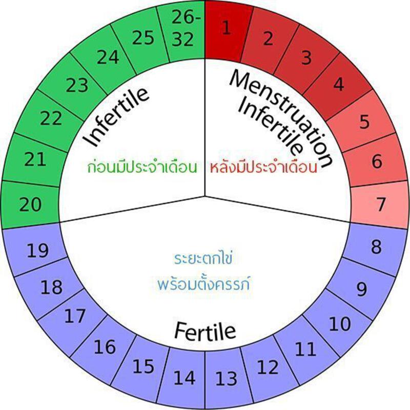8 วิธีการนับวันไข่ตก (คํานวณวันไข่ตก) &amp; การตกไข่ คือ ?