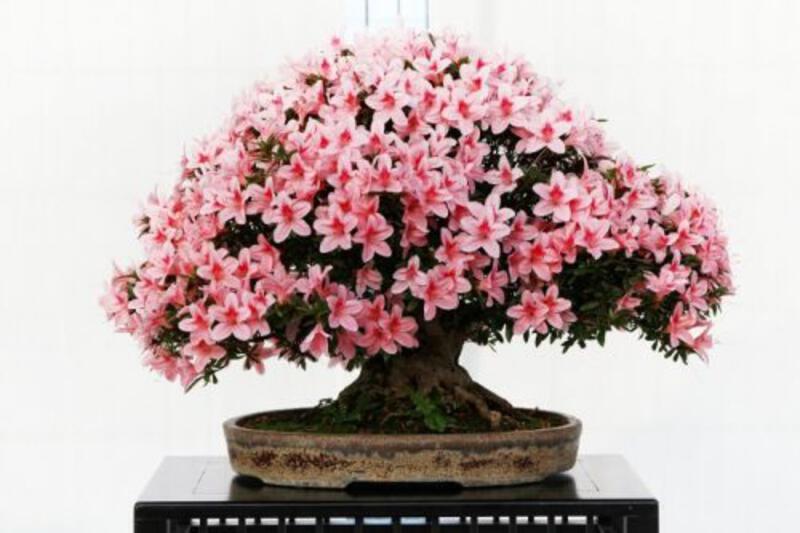 Beautiful flowering japanese bonsai in a low pot sitting on a table in front of a white background
