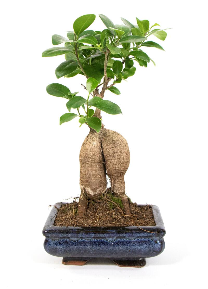 Bonsai Ficus Ginseng, im 8x15cm Keramiktopf, Chinesische Feige, Höhe ca.  20cm | meingartencenter24.de - Garten Online Shop &amp; Weber Grill Store