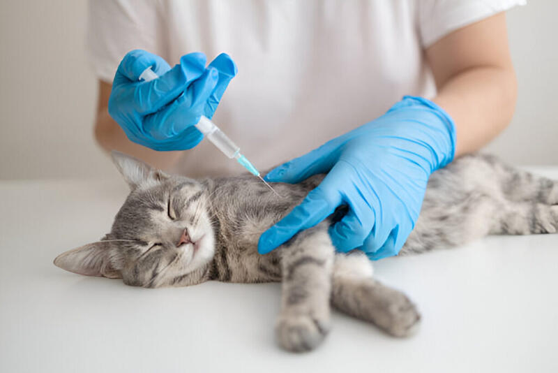Cat Sterilization Guide: Essential Facts Every Cat Owner Should Know