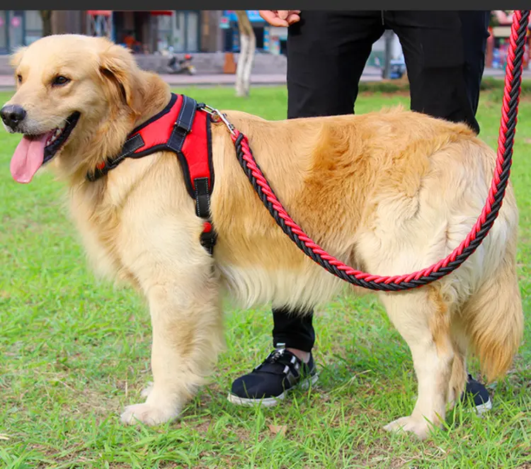 อุปกรณ์สำคัญสำหรับพาน้องหมาไปเดินเล่น ให้ปลอดภัย สนุก และสบายใจทั้งเจ้าของและน้องหมา