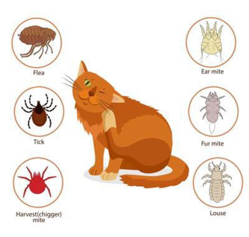 This may contain: an orange cat sitting next to different types of bugs