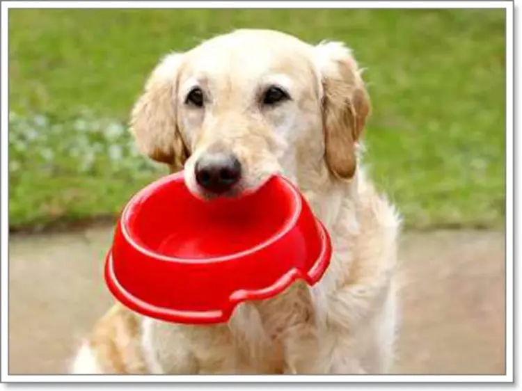 🐶 5 สัญญาณที่บอกว่าหมากำลังหิว