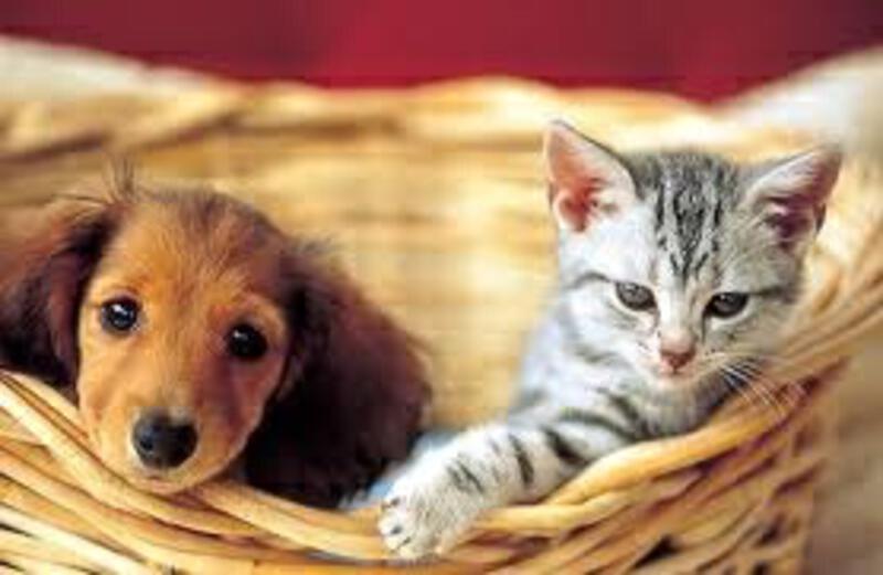 ครอบครัวคุณ &quot;รัก&quot; สิ่งเล็กๆที่เรียกว่า &quot;น้องหมา&quot; และ &quot;น้องแมว&quot; ไหม และ  &quot;รัก&quot; เพร - Pantip