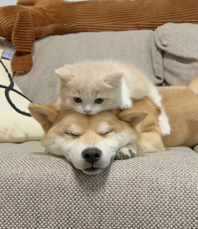 🐾 แมว vs หมา เลี้ยงน้องหมาหรือน้องแมวดีนะ?