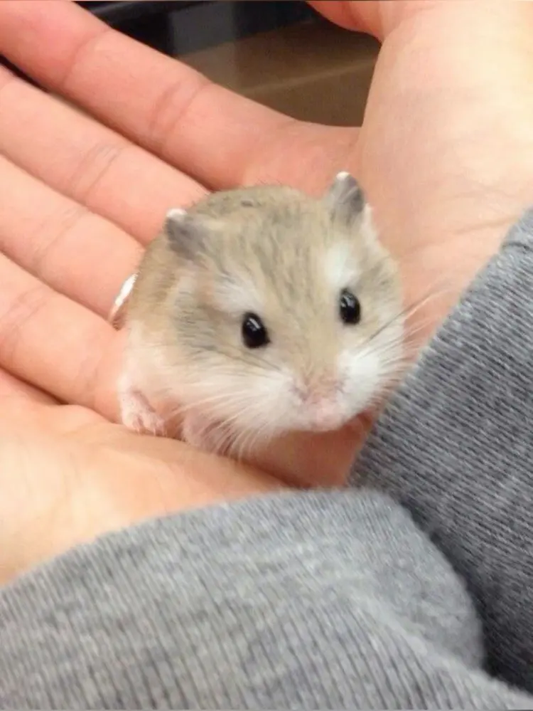 🐹 สำหรับคนที่เลี้ยงหนูแฮมสเตอร์ นี่คือไอเทมที่ต้องมี!
