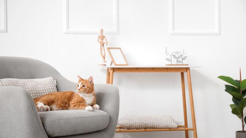 เลี้ยงสัตว์ในคอนโด 5 ข้อควรรู้ก่อนตัดสินใจ